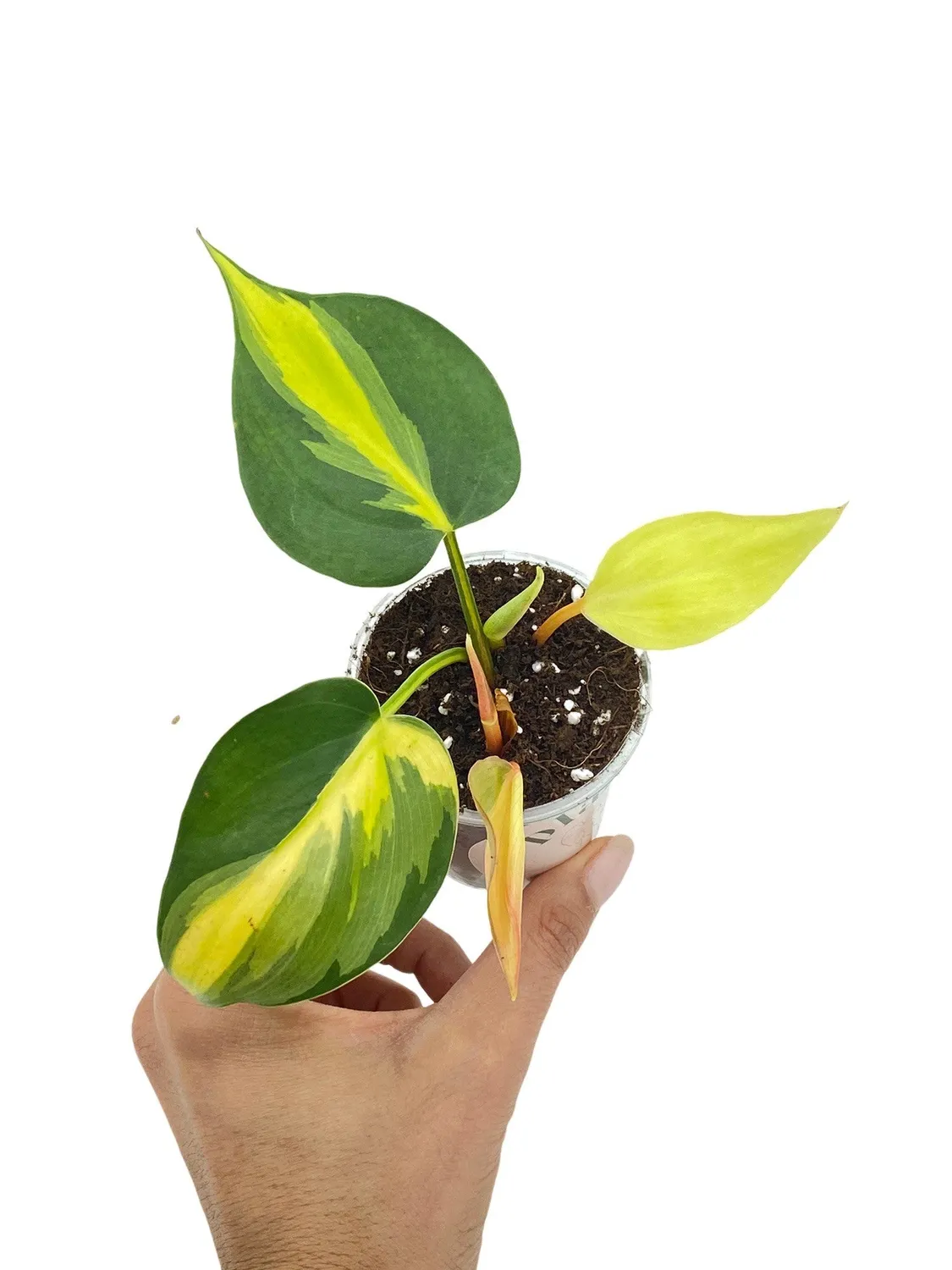 Plant and Stories Philodendron Brasil plante d’intérieur pot 6 cm panaché