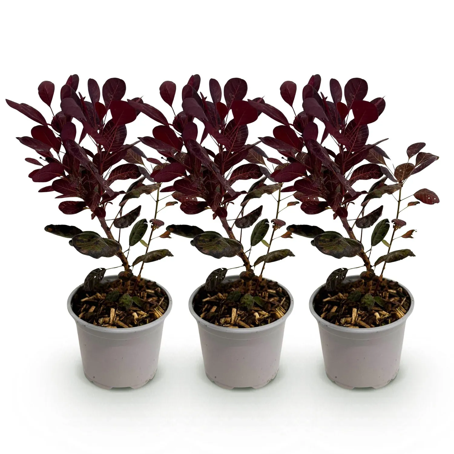 Plant and Stories Lilla arbre à perruque pourpre pot 12 cm
