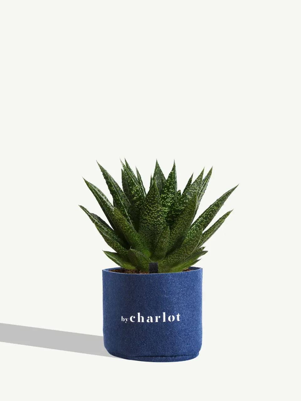 By Charlot Le Fougueux plante succulente Gasteria 8-10 cm