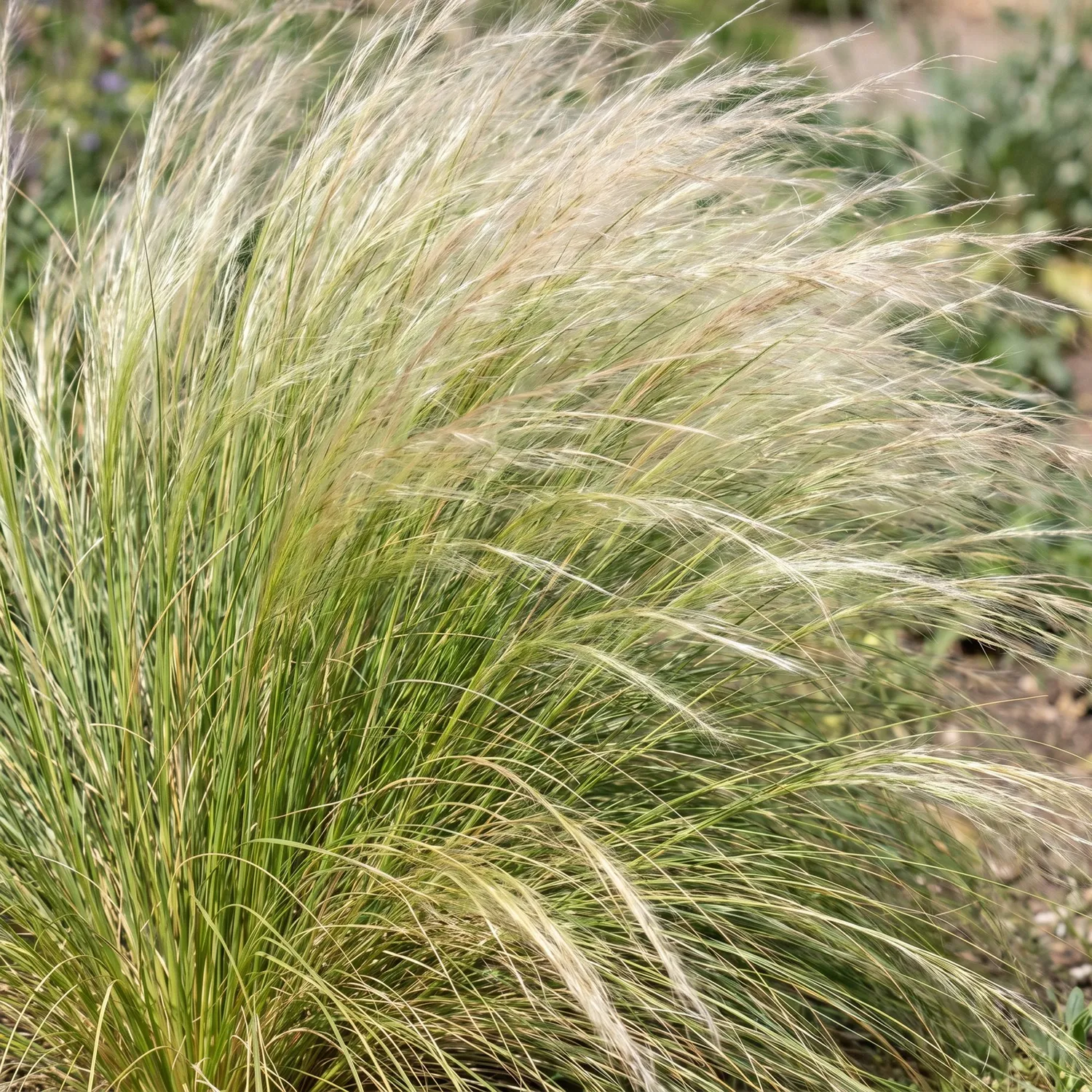 Plant and Stories Ponytails cheveux d'ange graminée 1 plant plein soleil