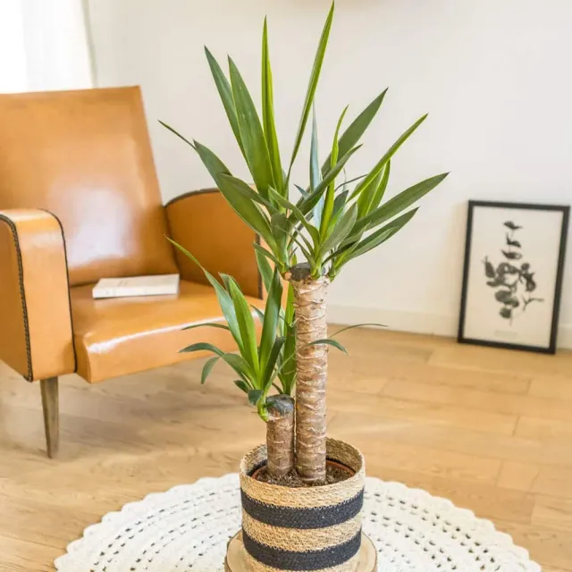 Réconciliation Végétale yucca Louis plante verte D17 H90cm sécheresse