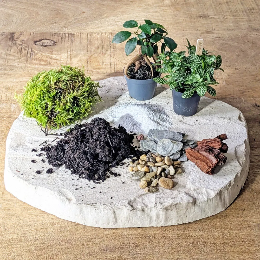 Réconciliation Végétale recharge terrarium moyen 2 plantes ficus