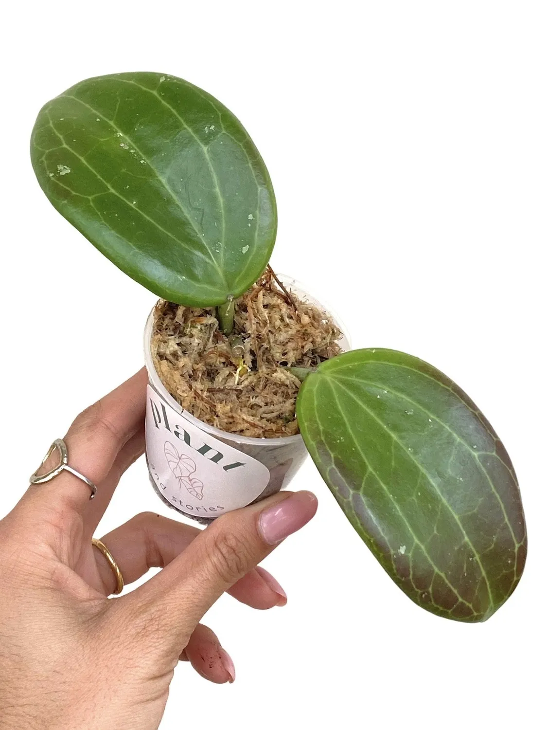 Plant and Stories Hoya Quinquenervia plante verte pot 6cm nervures