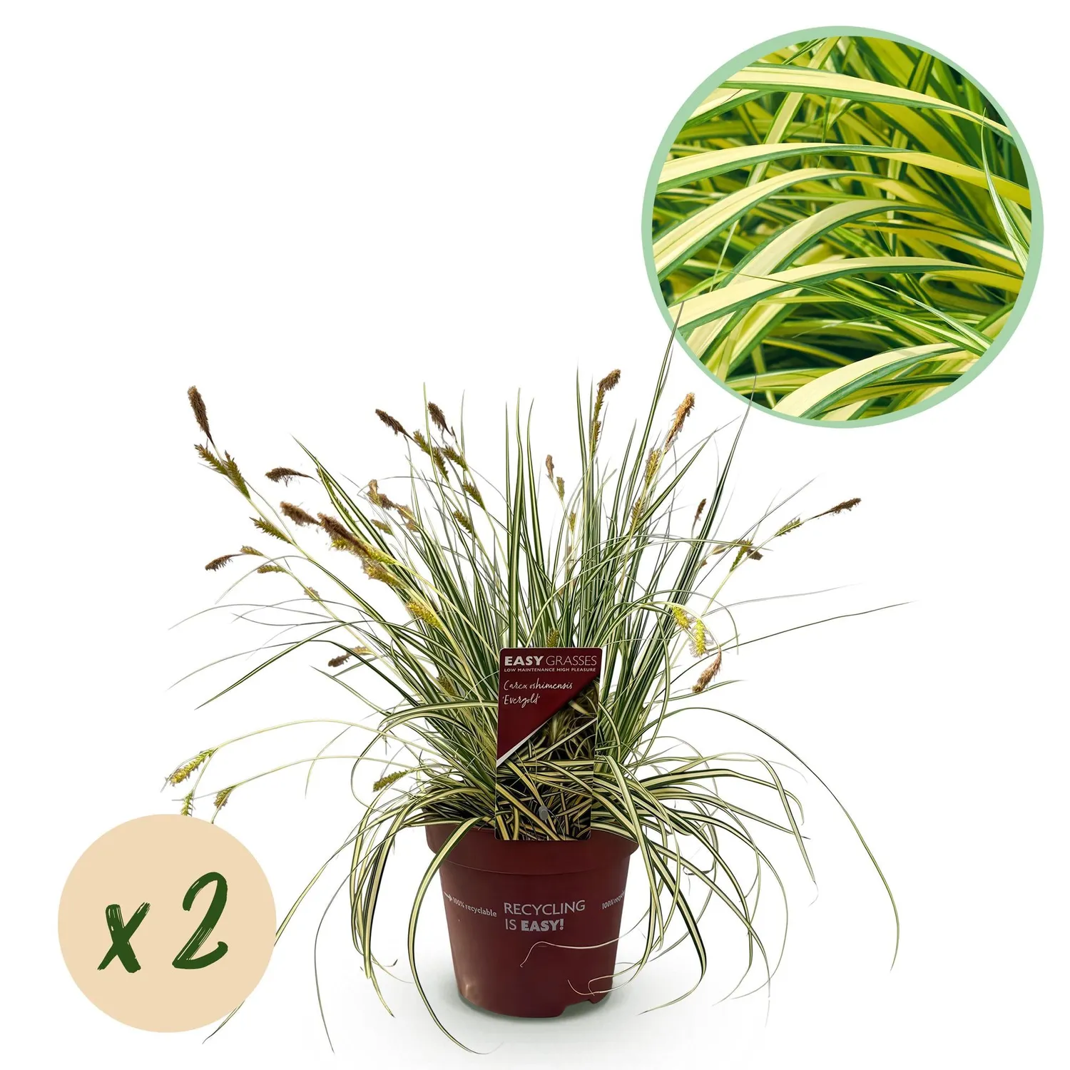 Plant and Stories Laîche Evergold Carex graminée pot 17cm 50cm