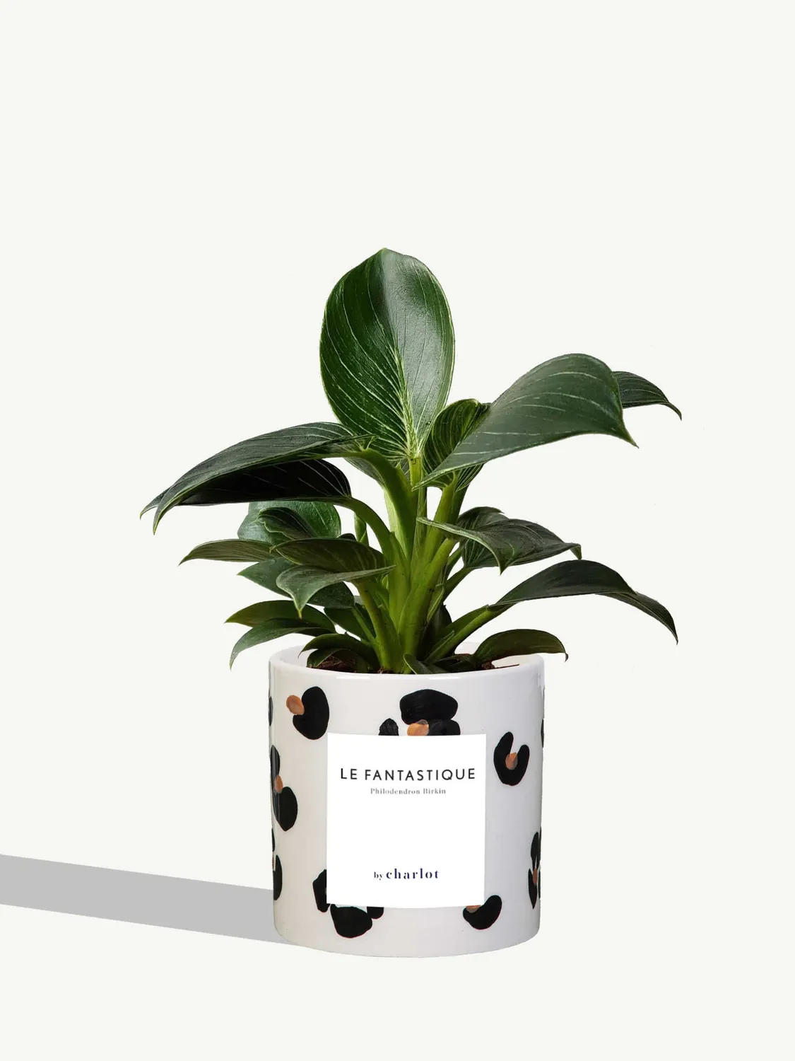 By Charlot Le Fantastique plante peperomia pot 10 cm