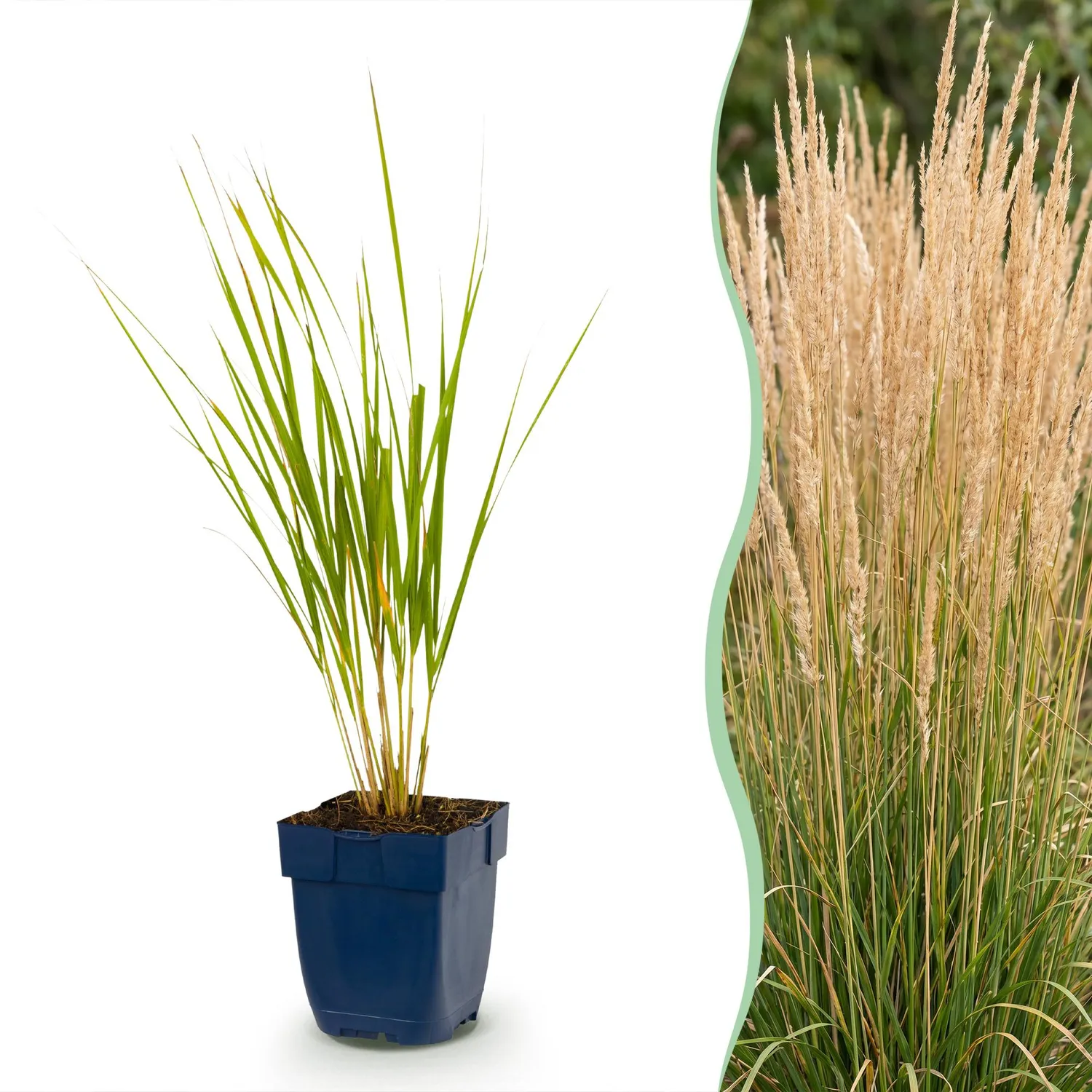 Plant and Stories Calamagrostis Karl Foerster graminée 1 plant dorée