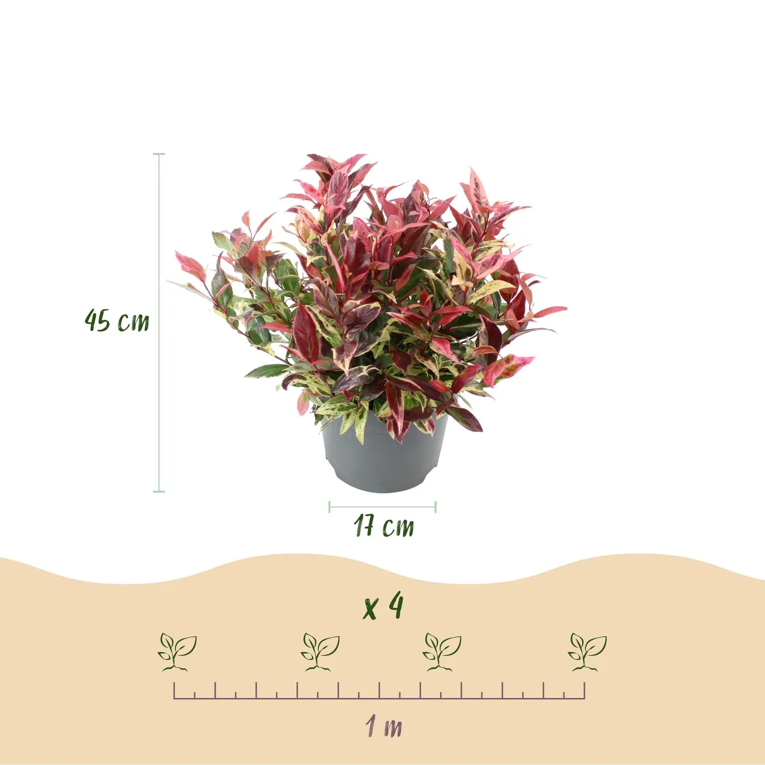 Plant and Stories Leucothoé Colour Diamond arbuste pot 17 cm ombre