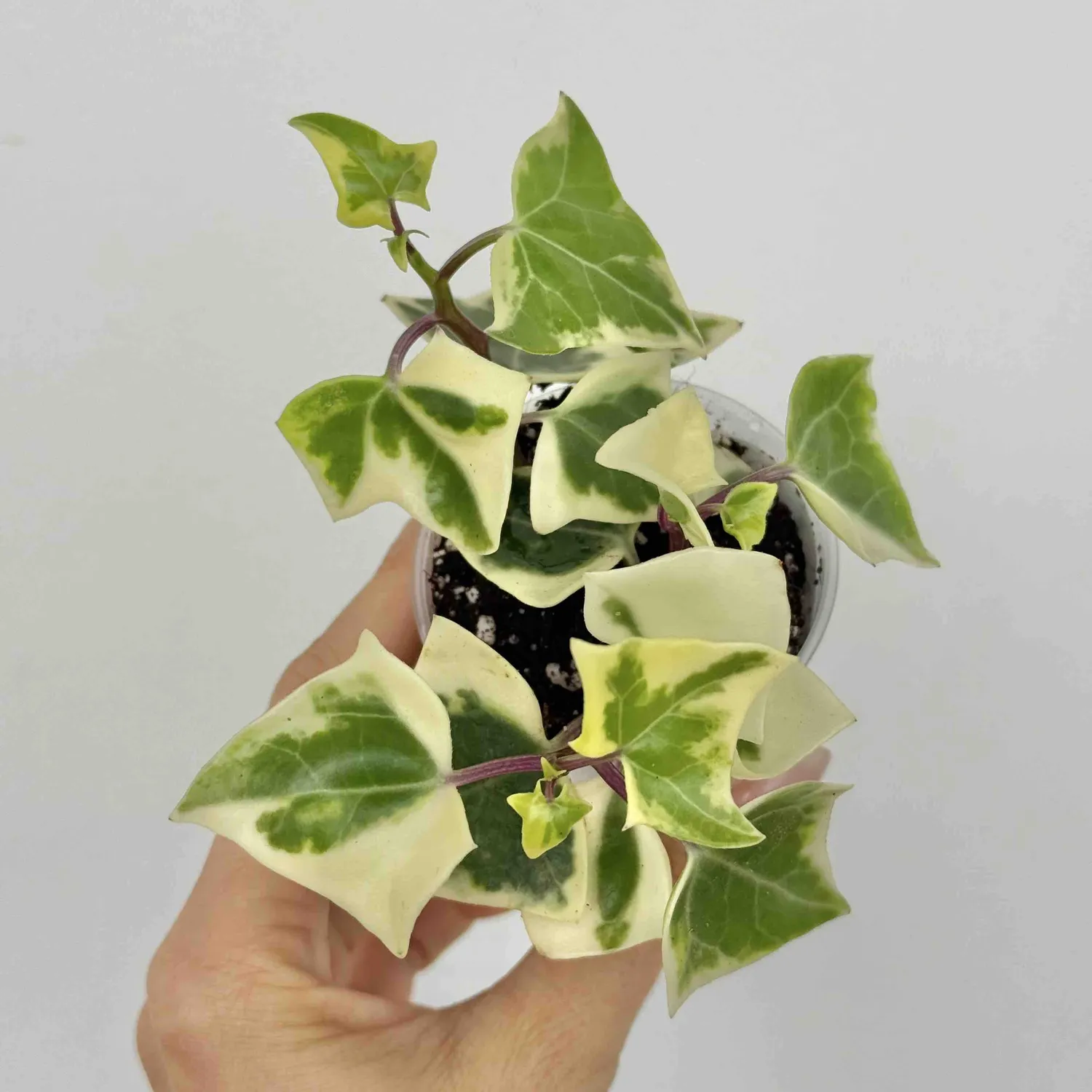 Senecio Macroglossus Variegatus succulente pot 6 cm dorée