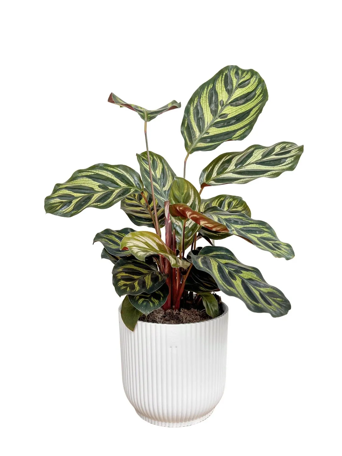 Elho Vibes Fold Rond cache-pot blanc soie 14 cm recyclé