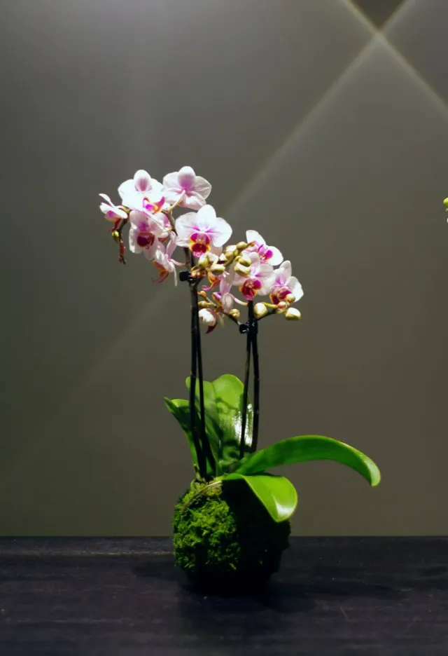 AQUAPHYTE Phalaé Ni kokedama orchidée phalaenopsis