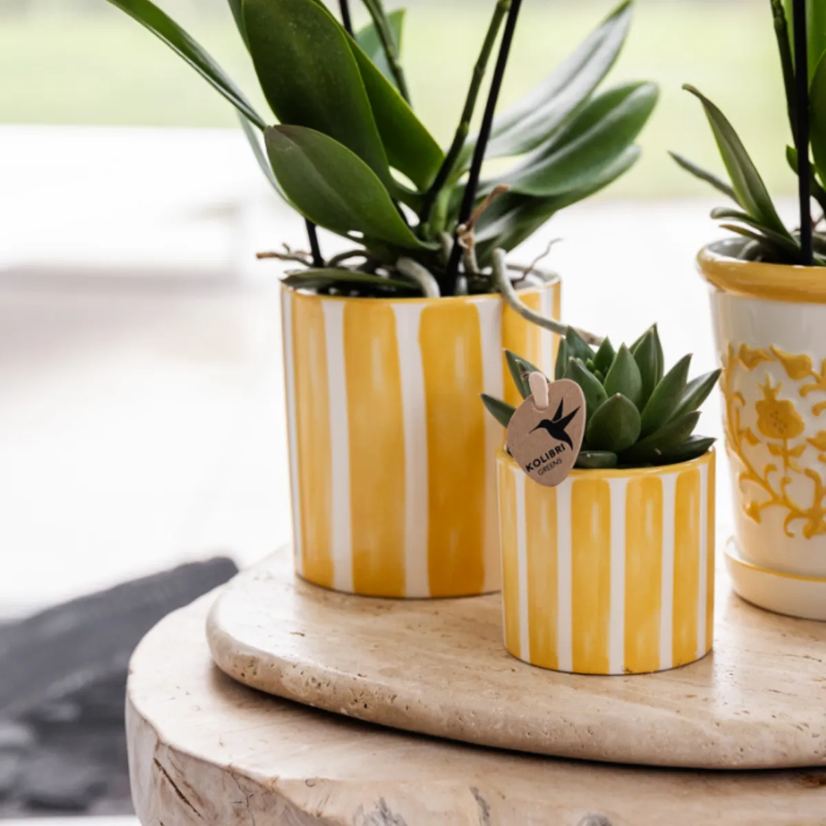 Plant and Stories Phalaenopsis Lausanne orchidée blanche coffret succulente