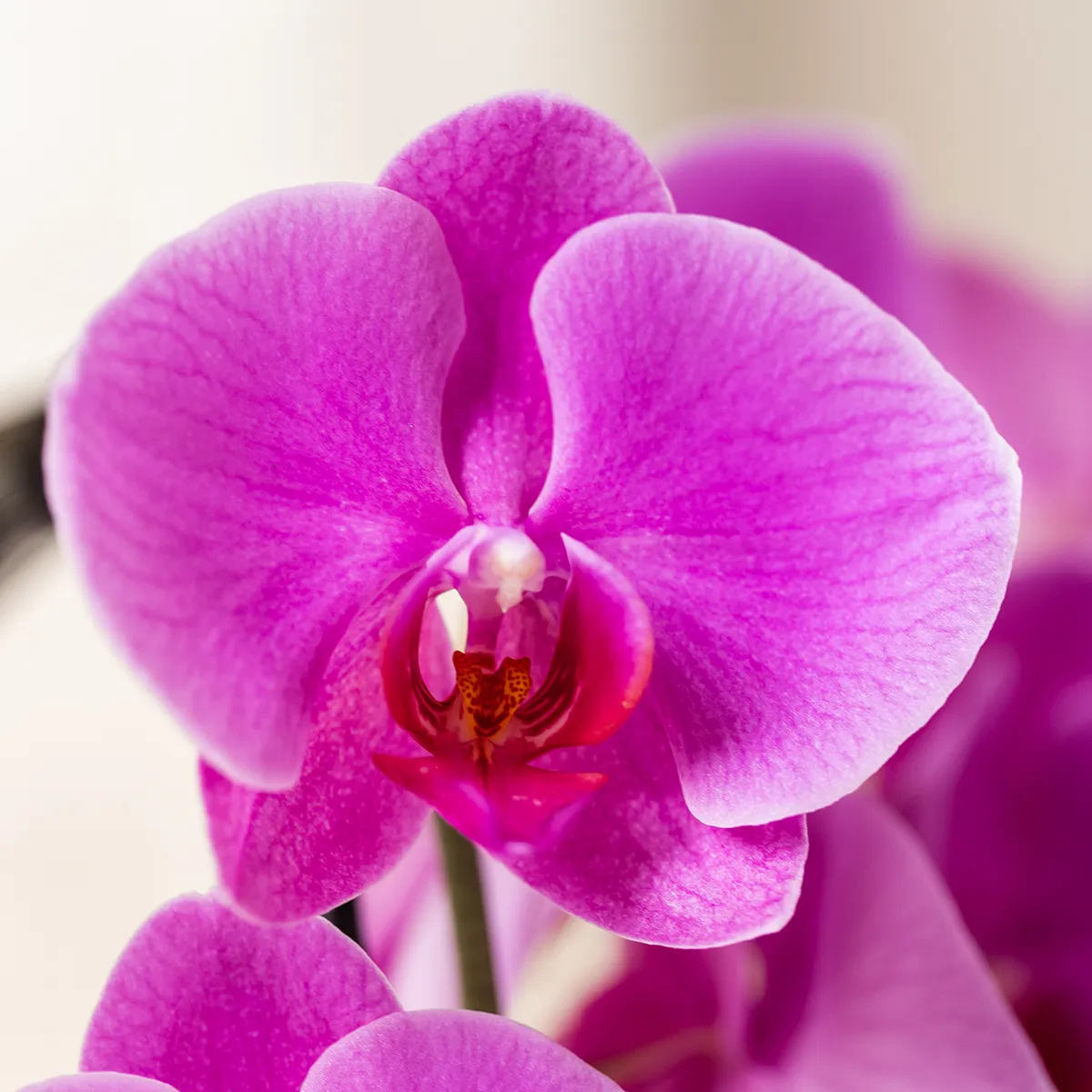 Plant and Stories Freeride orchidée violette pot 12 cm