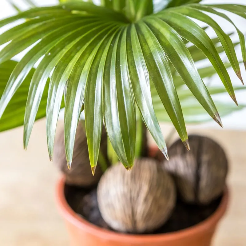 Réconciliation Végétale Paco Palmier Livistona D17 Tropical