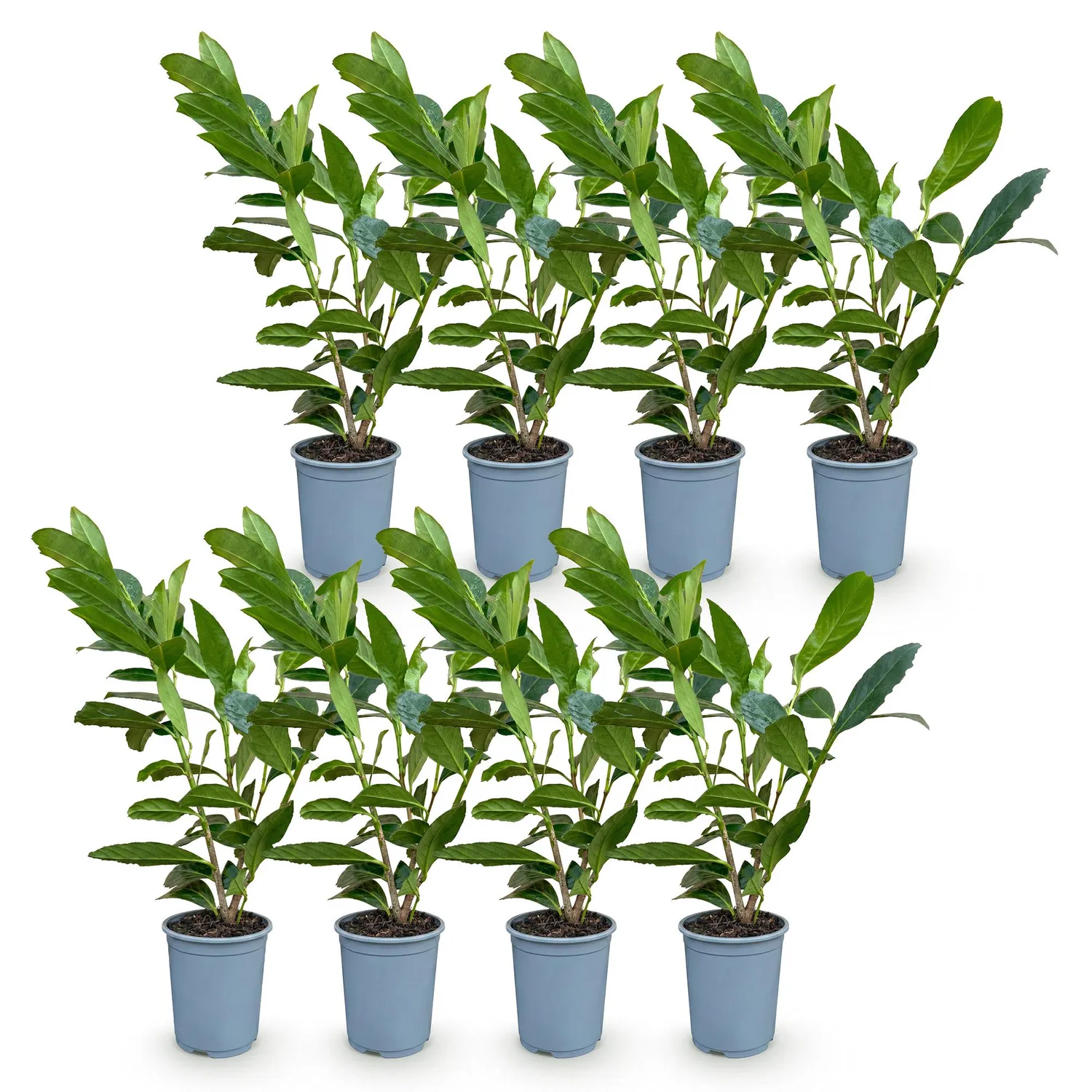 Plant and Stories Laurier Caucasica haie 8 plants persistant