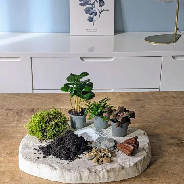 Réconciliation Végétale recharge terrarium grand modèle 3 plantes