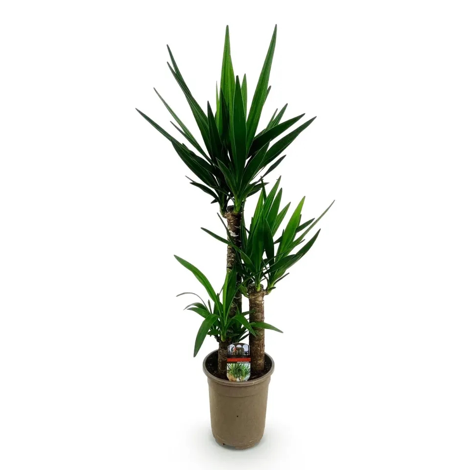 Plant and Stories Yucca Elephantipes plante 100 cm pot 21 cm