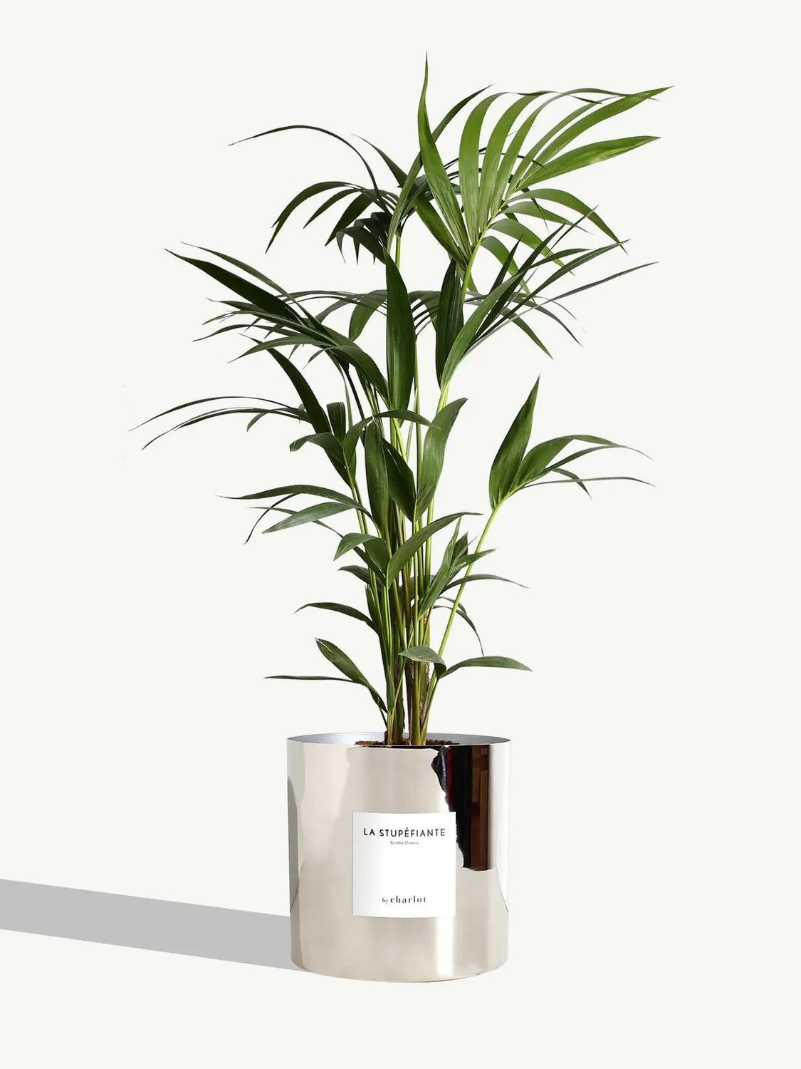 By Charlot La Stupéfiante kentia palmier 67-77 cm pot 18 cm