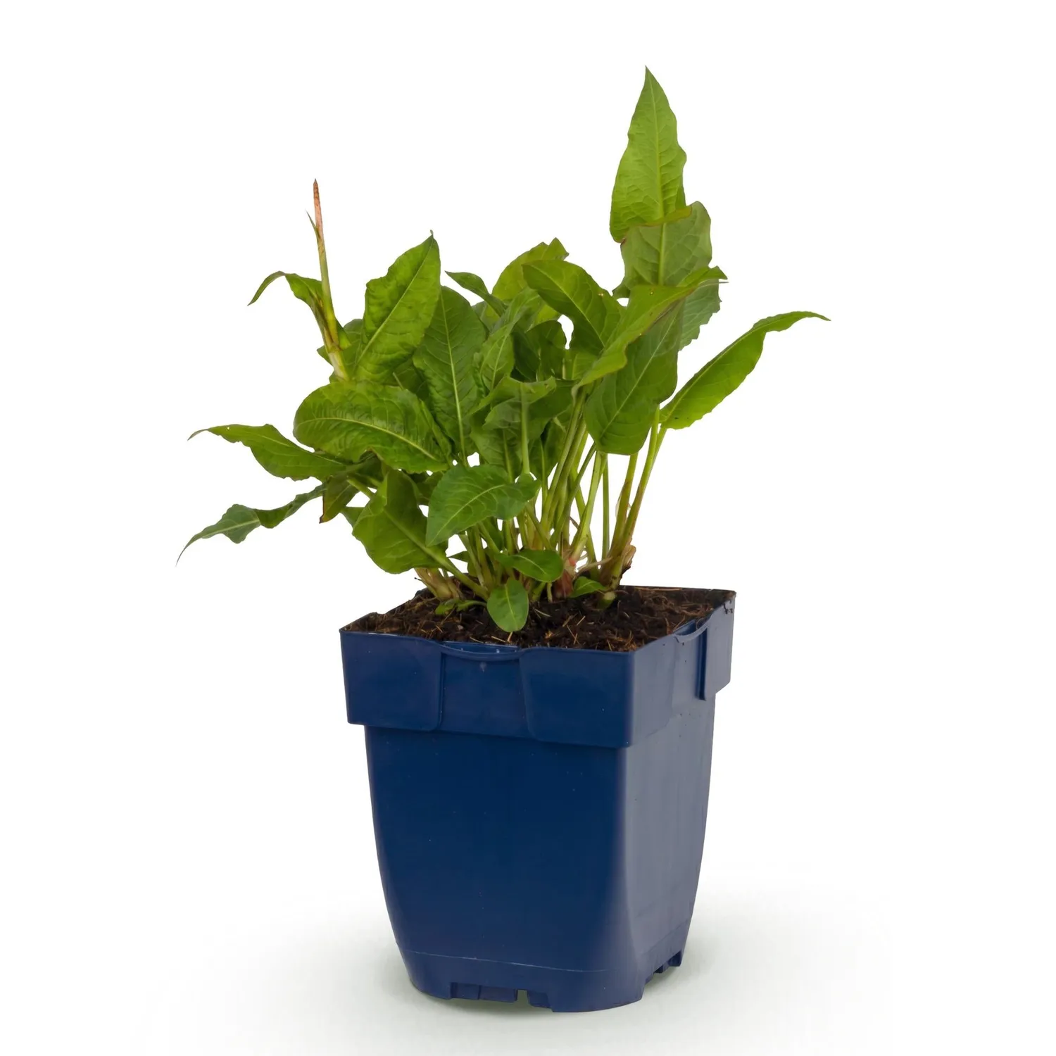 Plant and Stories Rosea renouée vivace 1 plant ombre