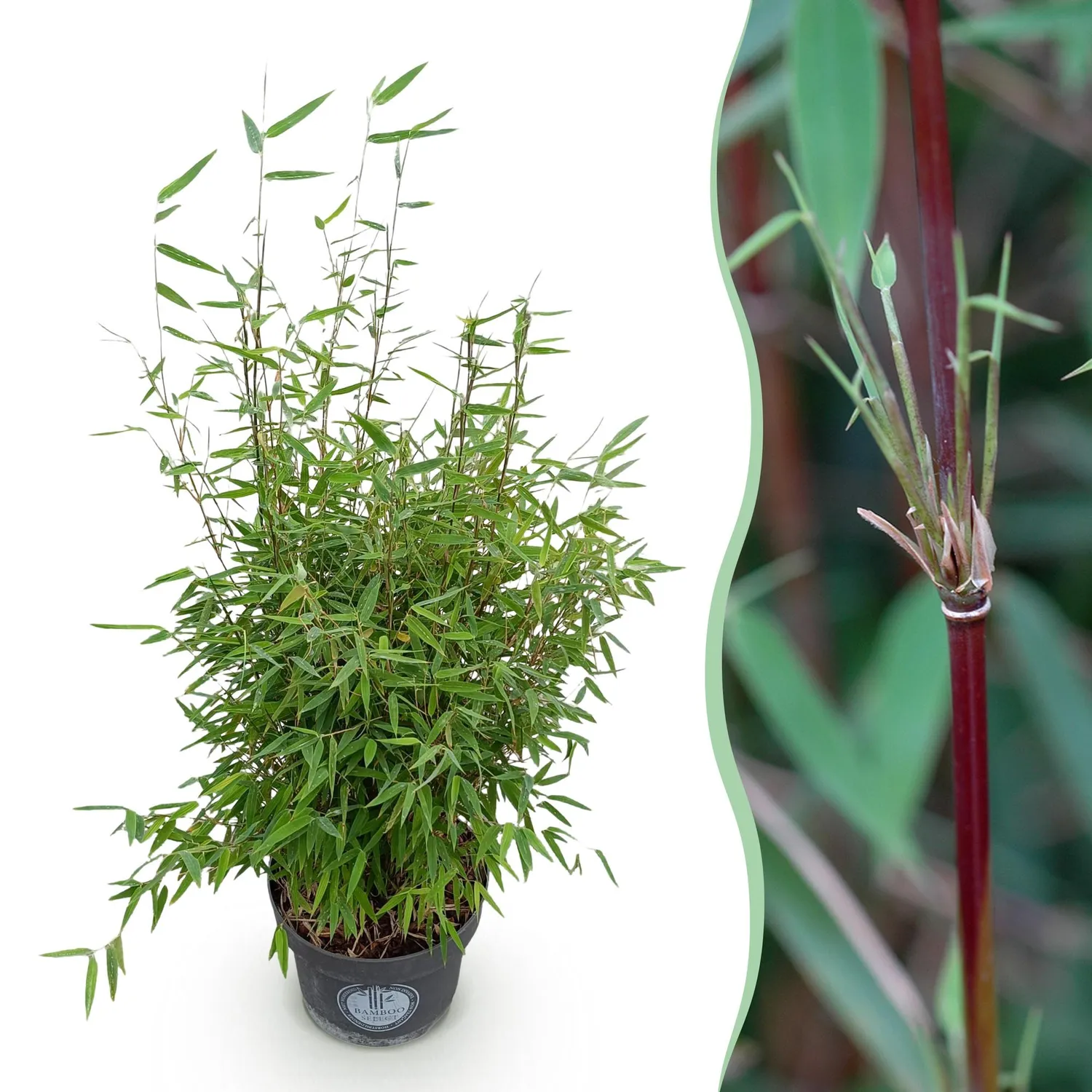 Plant and Stories Bambou Red Dragon brise-vue pot 23 cm