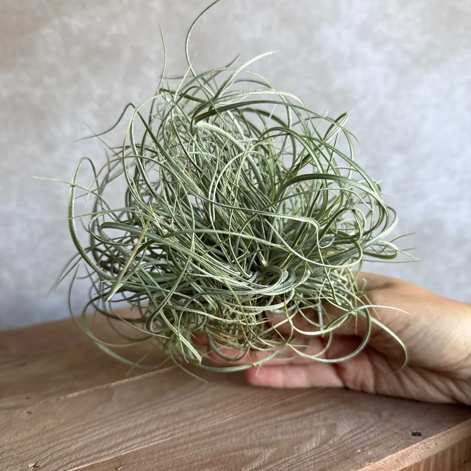 Airplantshop Tillandsia Rectifolia plante aérienne cluster
