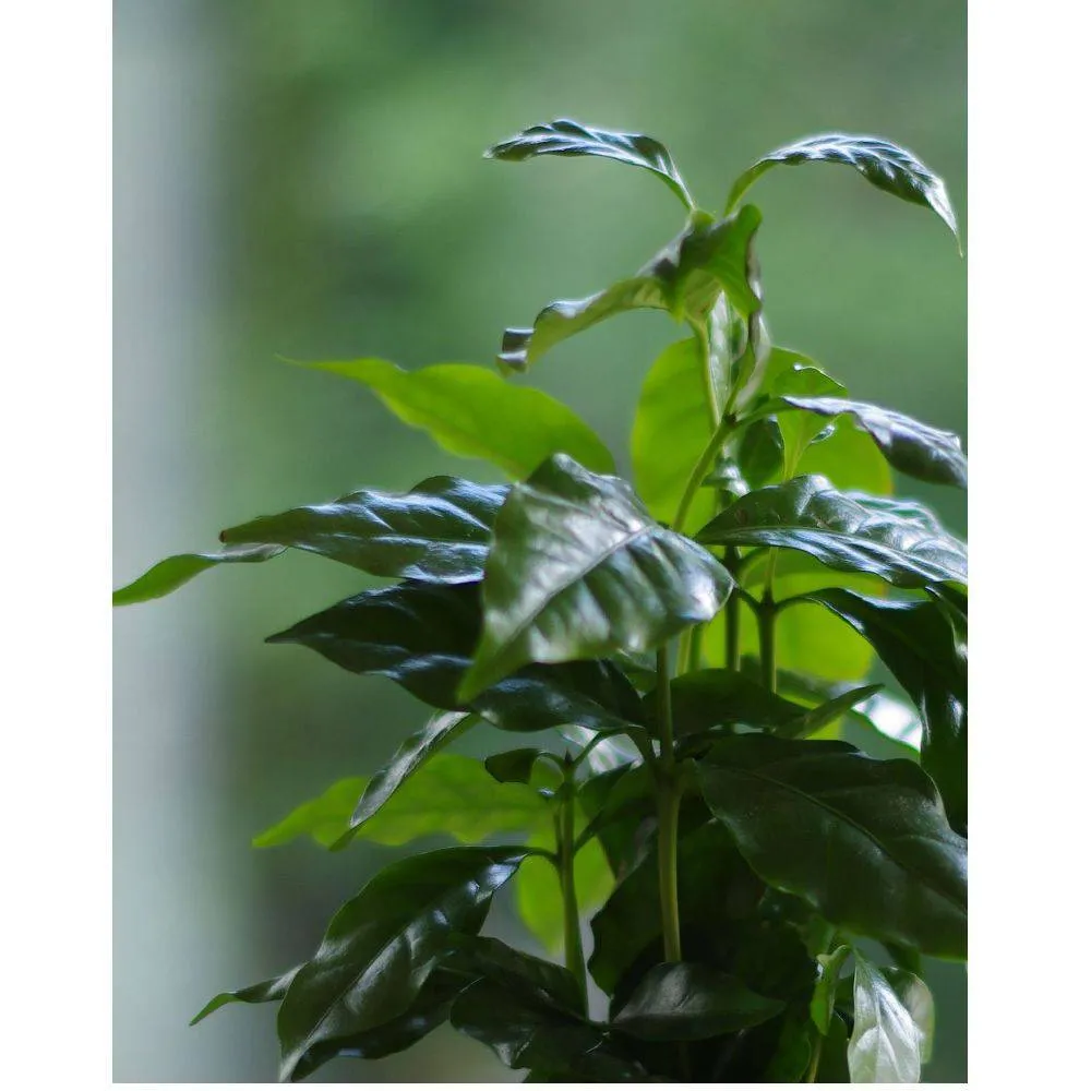 Aquaphyte Kaldi Ni kokedama caféier 12 cm