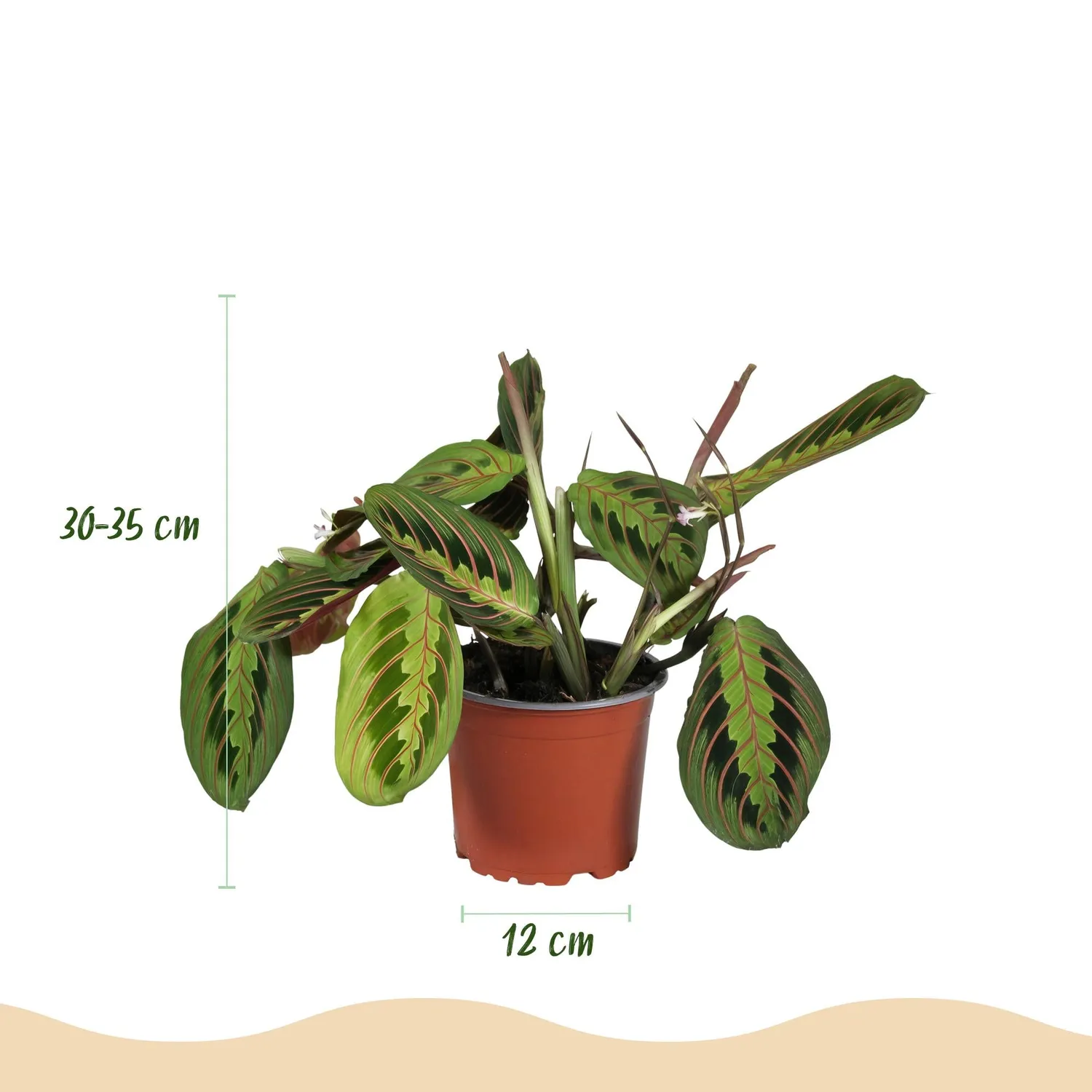 Plant and Stories Maranta Fascinator Tricolour plante prière 12cm