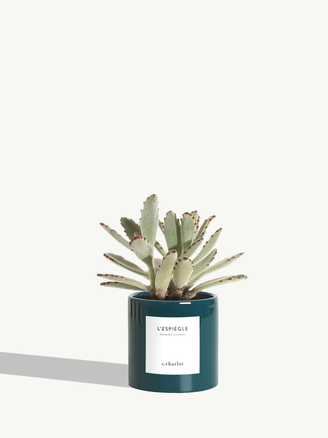 By Charlot L’Espiègle kalanchoe plante XS pot 8 cm
