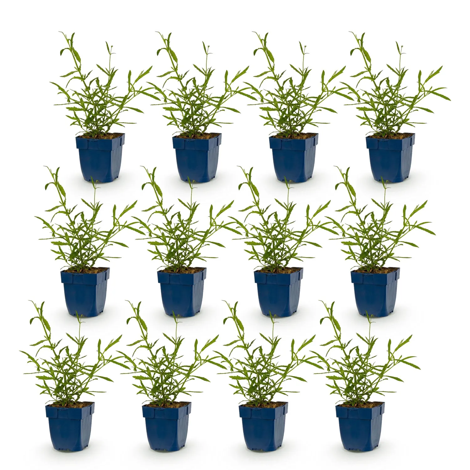 PLANT AND STORIES Verveine Lollipop vivace 1 plant pot 11 cm