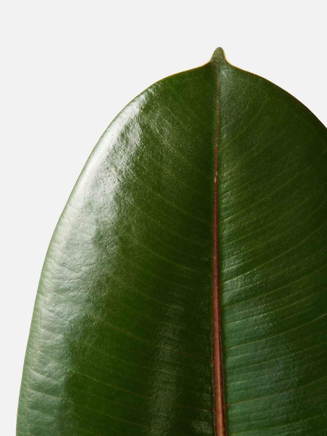 By Charlot L'Élégante Ficus Elastica Recharge 50 cm