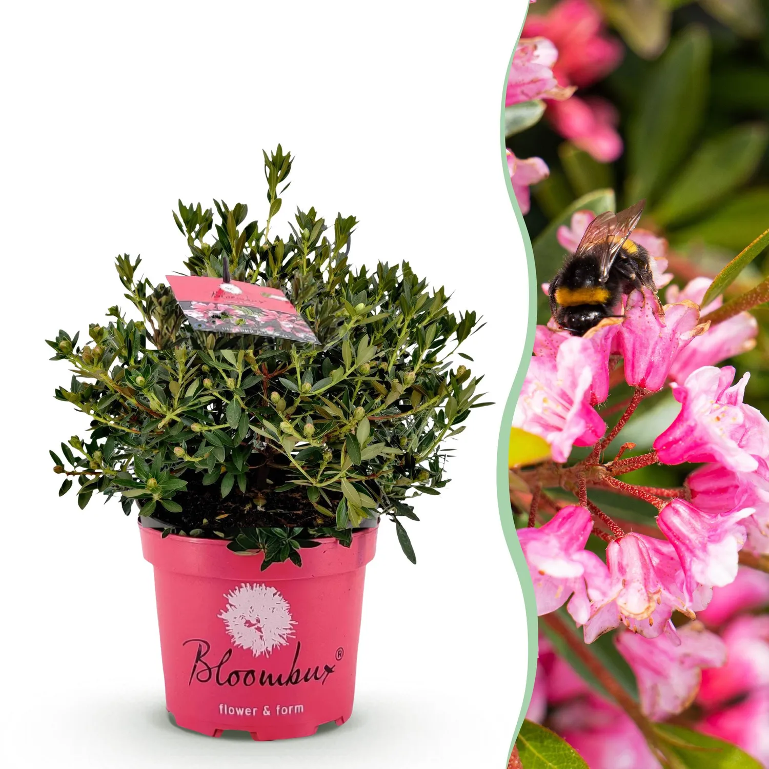Plant and Stories Bloombux Light Pink rhododendron rose 23cm