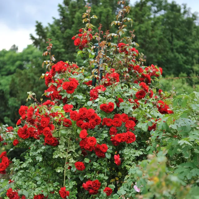 Plant and Stories Red Queen rosier grimpant lot 2 rouge parfumé