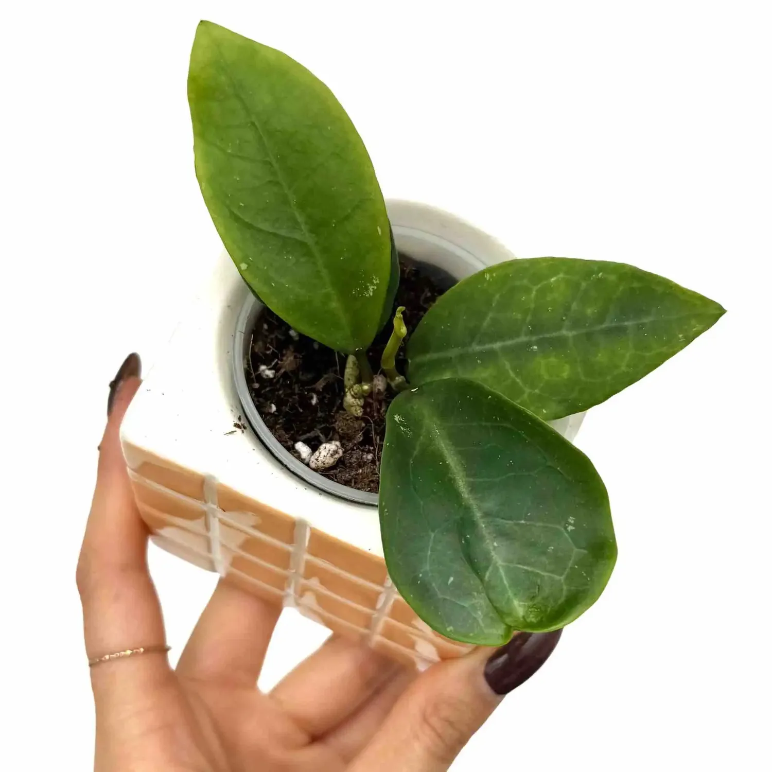 Plant and Stories Patricia hoya pot 6 cm feuillage velouté