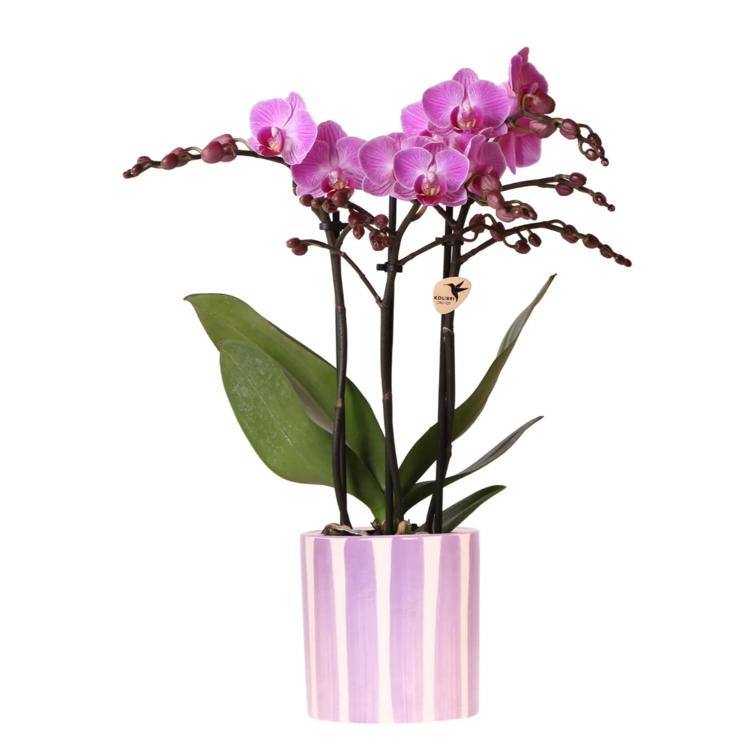 Plant and Stories Phalaenopsis Vienna orchidée pot 9 cm violette