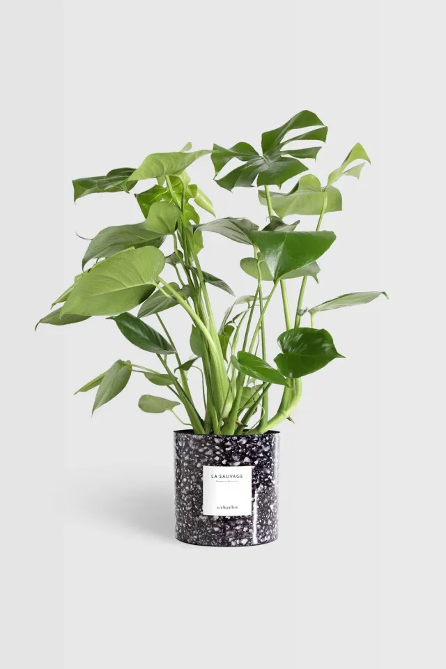 By Charlot La Sauvage très grande plante bleu saphir