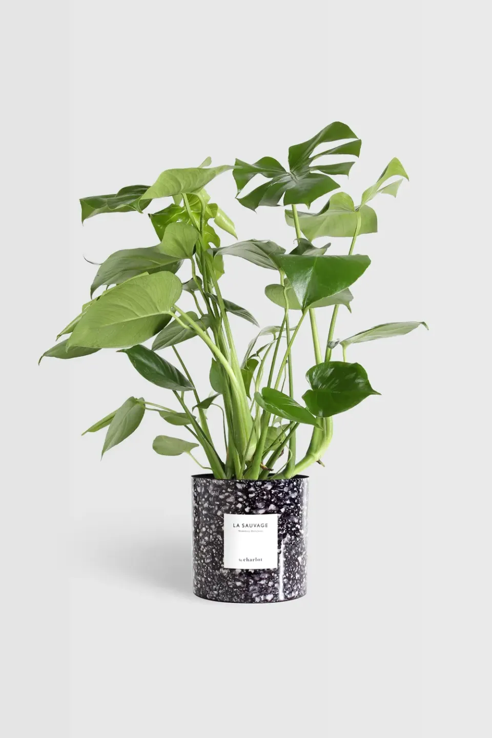 By Charlot La Sauvage très grande plante bleu saphir