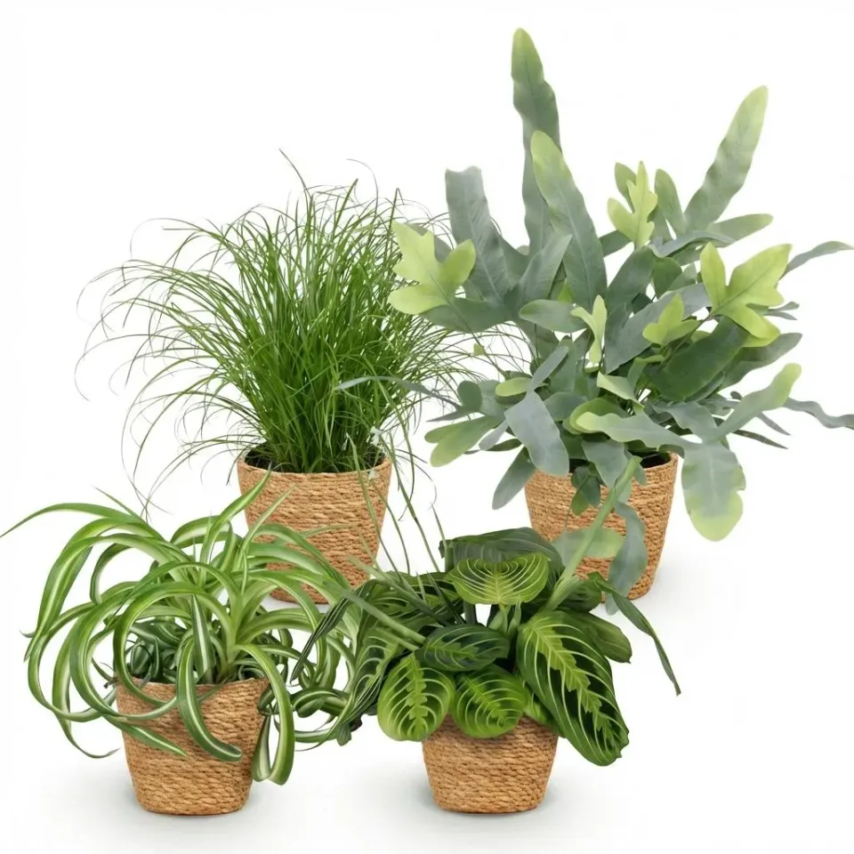 Plant and Stories Lot 4 plantes pet-friendly d’intérieur pot 12 cm sans cache-pot