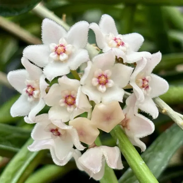 Plant and Stories Shepherdii hoya retombant 6 cm feuilles fines