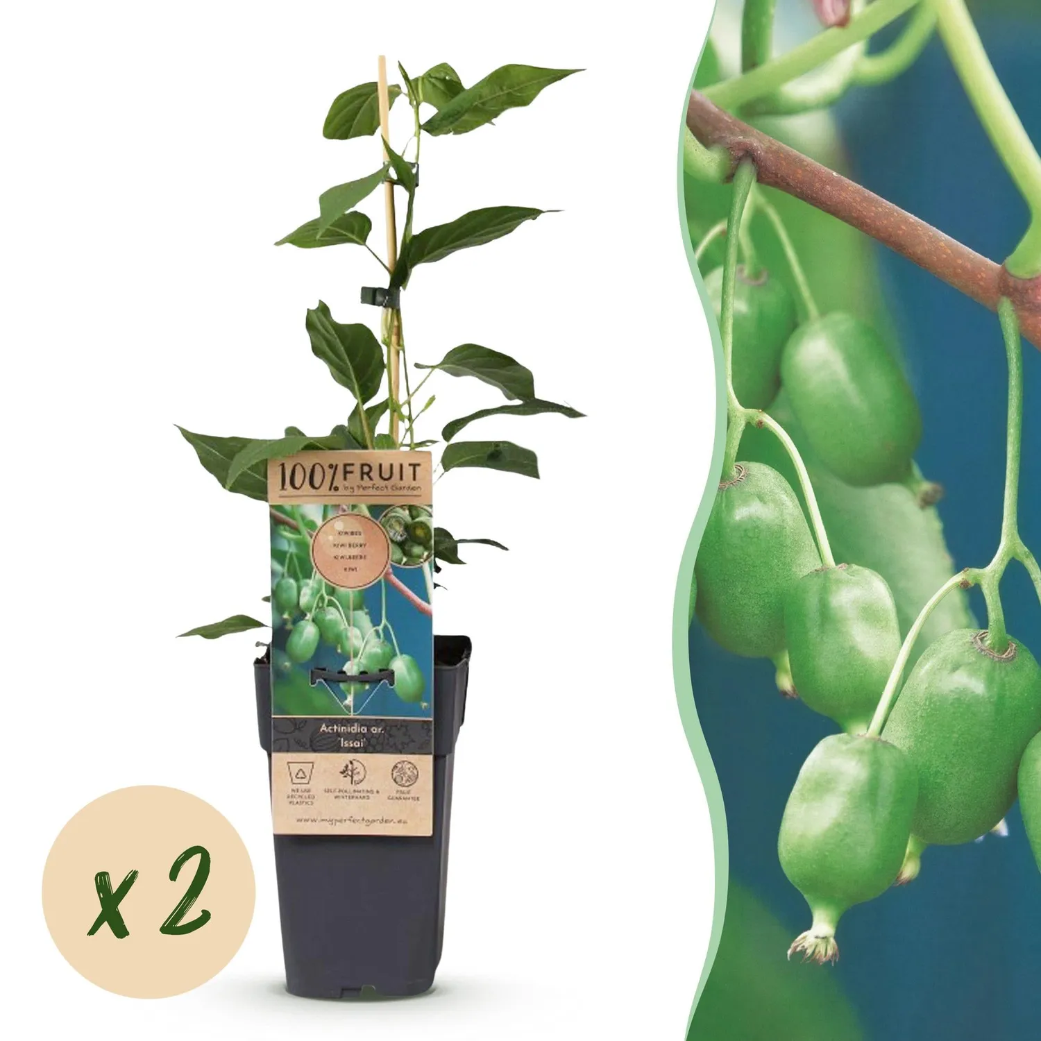 Plant and Stories Kiwi Issai fruitier grimpant lot de 2 autofertile