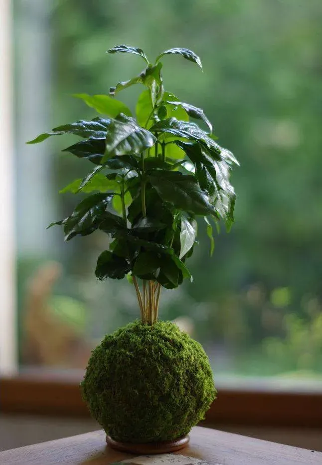 Aquaphyte Kokedama Kaldi Ichi plante caféier