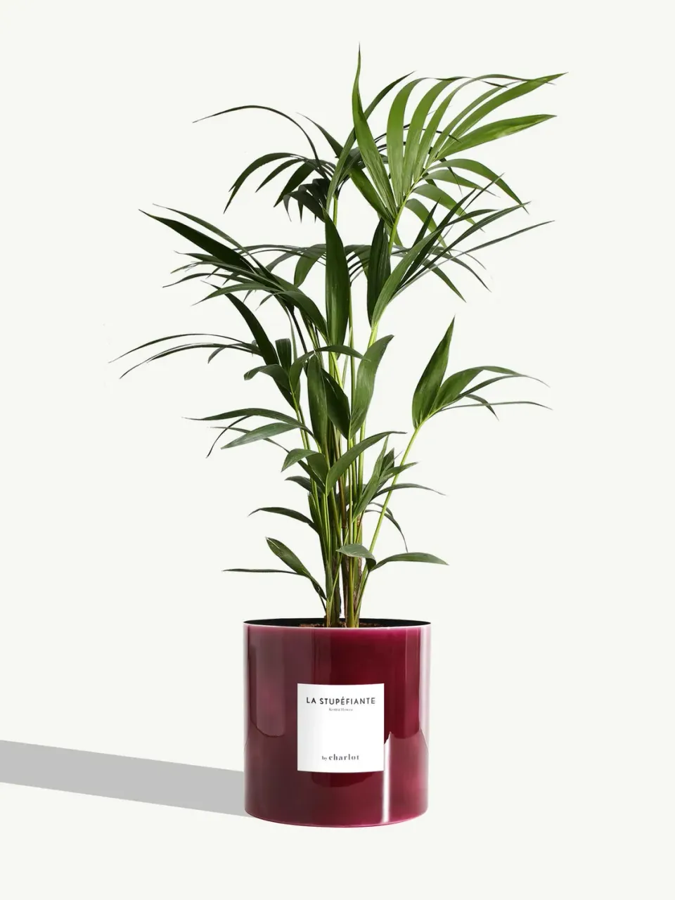 By Charlot La Stupéfiante kentia palmier 67-77 cm pot 18 cm