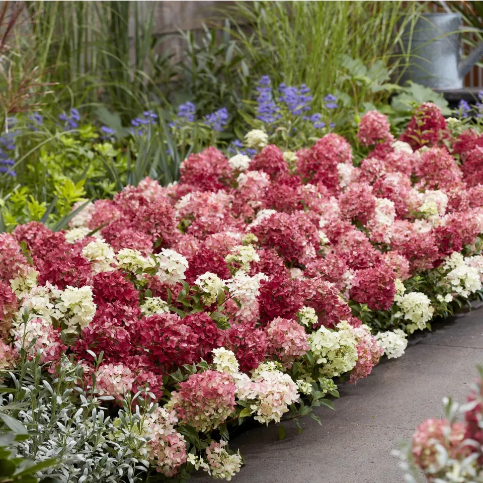 Plant and Stories Groundbreaker Ruby hortensia 1 plant rouge