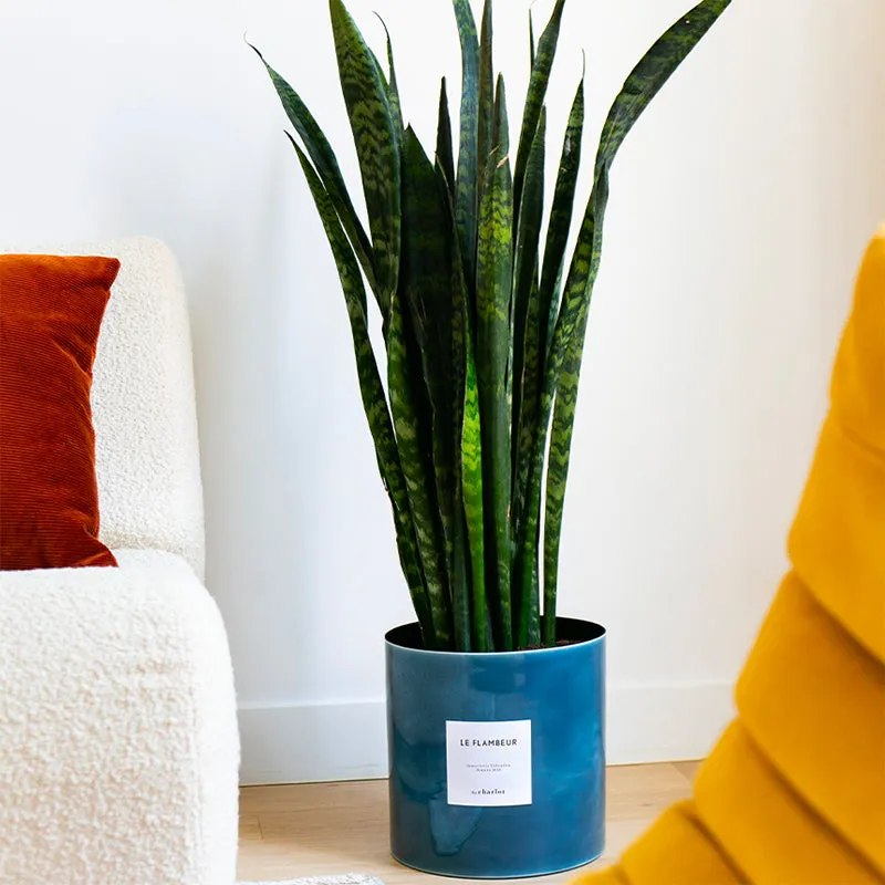 By Charlot Le Flambeur plante Sansevieria 80 cm avec pot XL