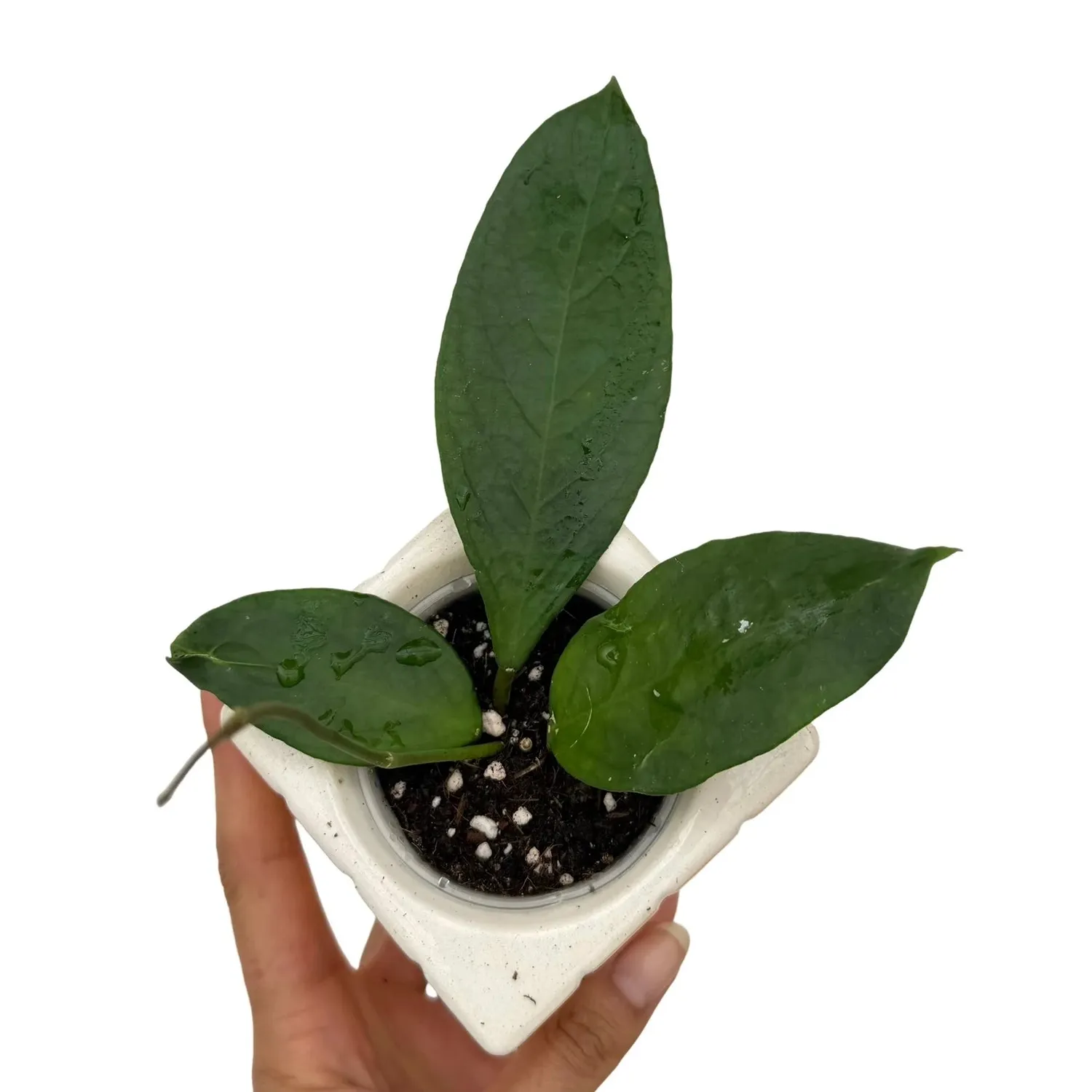 Plant and Stories Flores Island UT038 hoya pot 9 cm rare