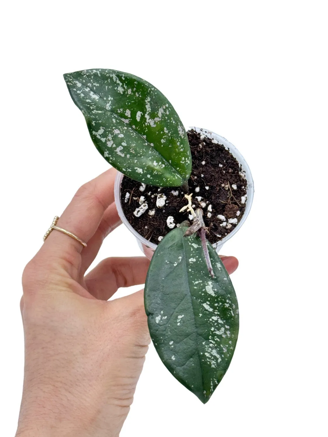 Plant and Stories Hoya Carnosa Freckles Splash plante pot 9 cm