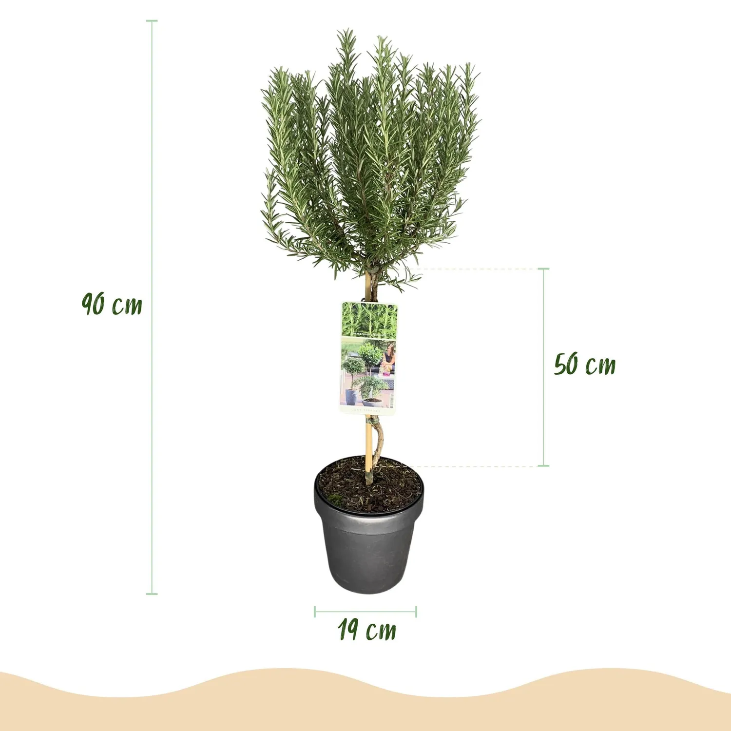 Plant and Stories Romarin sur tige plante aromatique 90 cm