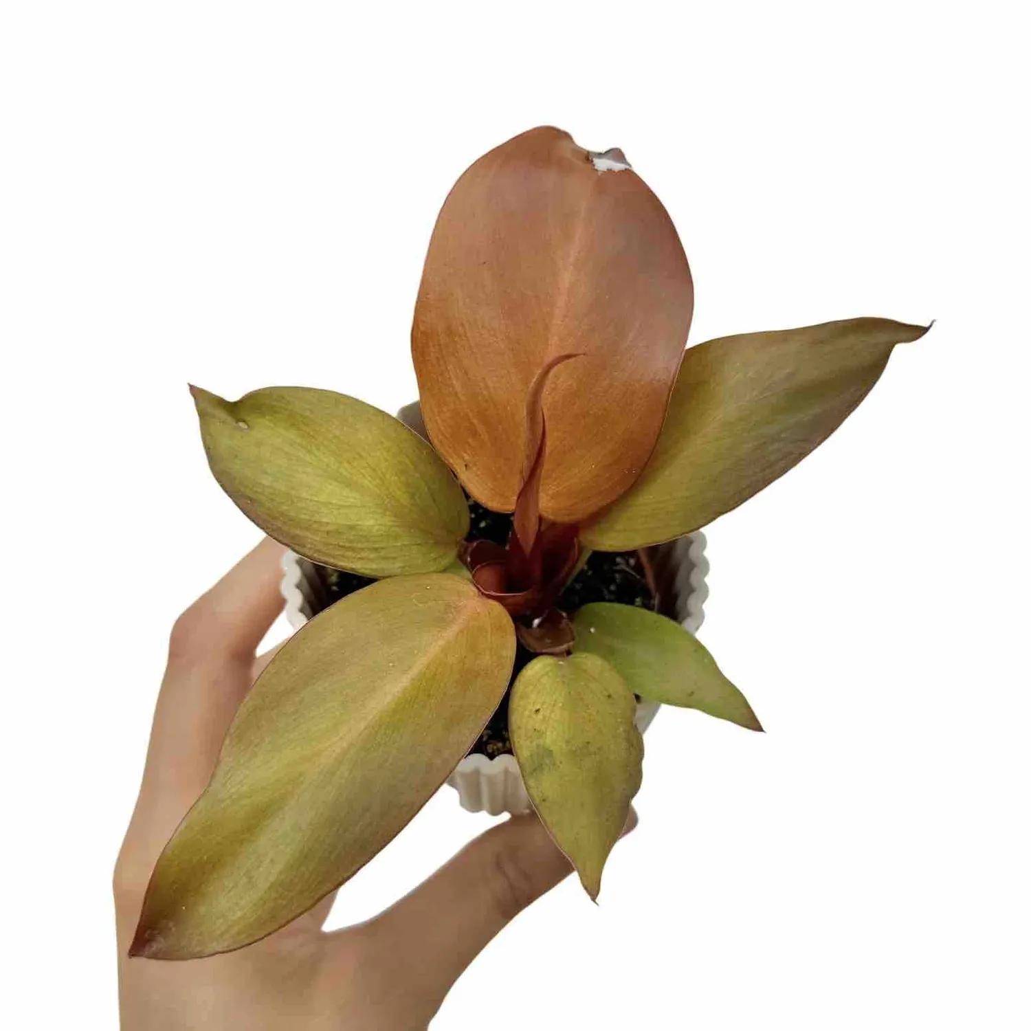 Plant and Stories Philodendron McColley's Finale plante pot 6 cm cuivre