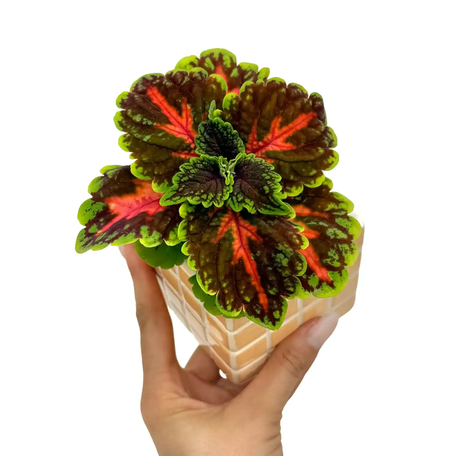 Plant and Stories Coleus Magnificent Mile plante d’intérieur pot 12 cm colorée