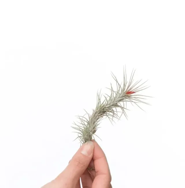 Airplantshop Tillandsia Funckiana plante aérienne fleur orange