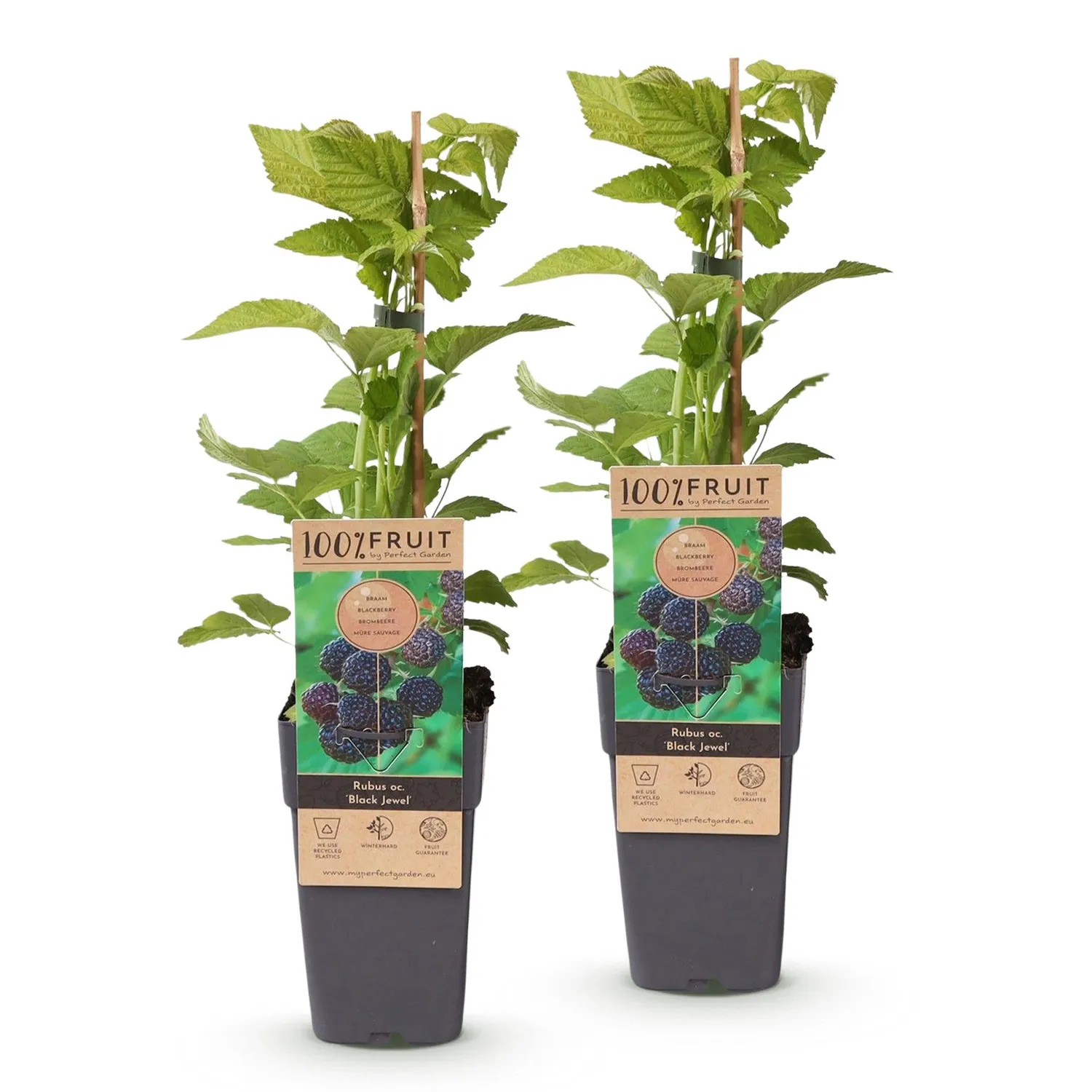 Plant and Stories Mûre Black Jewel ronce fruitière lot de 2 sucrée