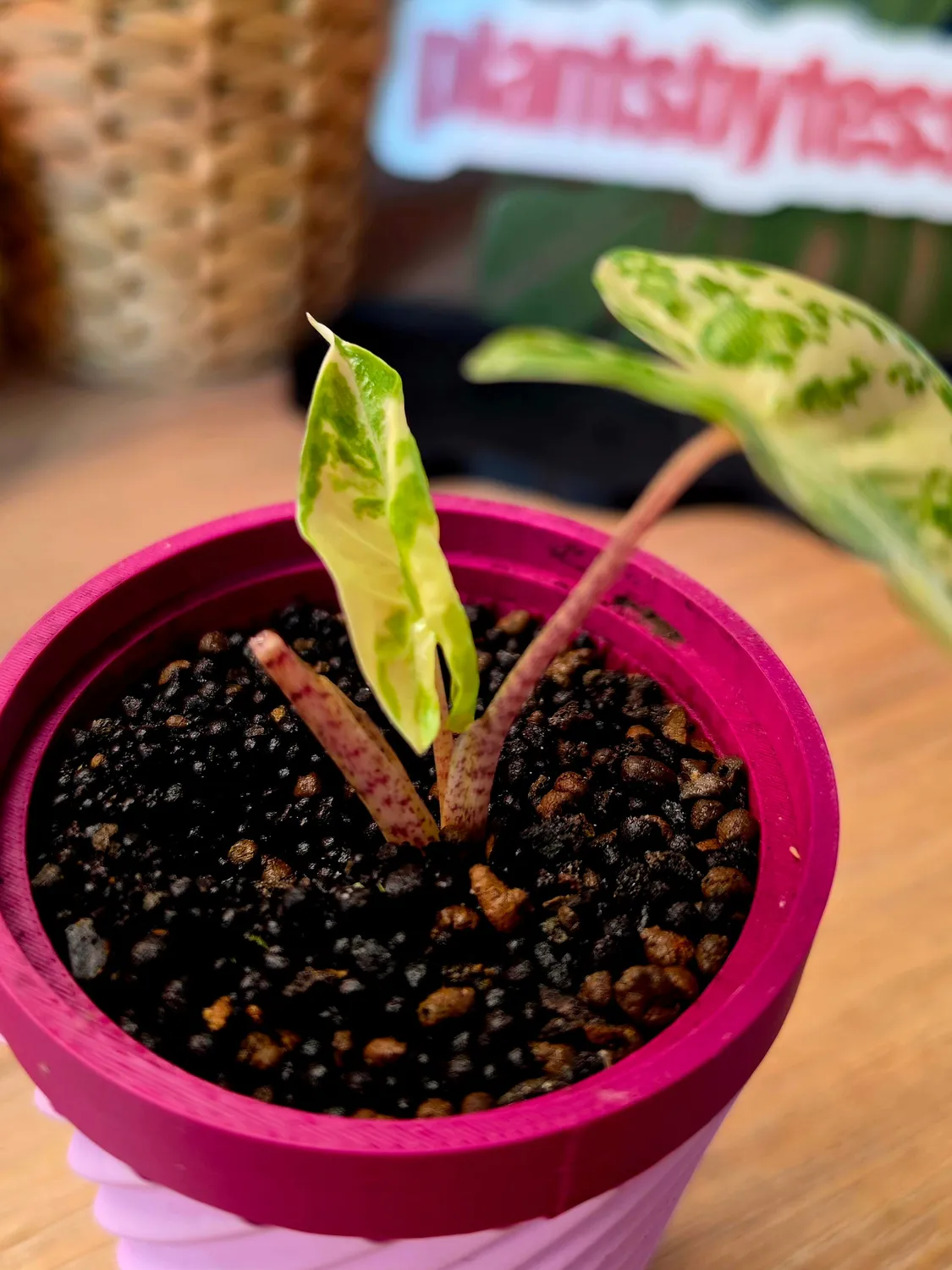 plant.ess Alocasia Calidora Hybrid plante 2 feuilles panachée
